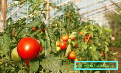 100 - Како узгајати парадајз у стакленику