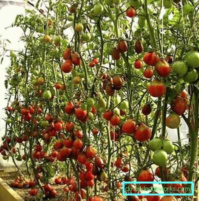 100 - Како узгајати парадајз у стакленику