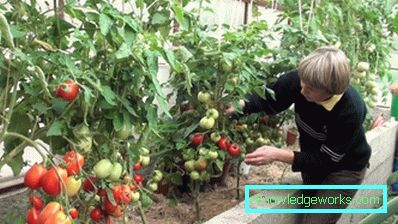 100 - Како узгајати парадајз у стакленику