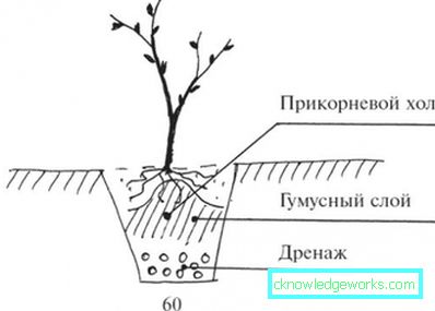 127-Црвена рибизла