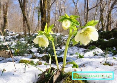 344-Фростберри