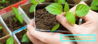 Како направити мини-стакленик на прозорској дасци? Како направити мини-стакленик на прозорској дасци?