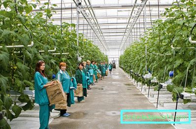 Како направити стакленик?