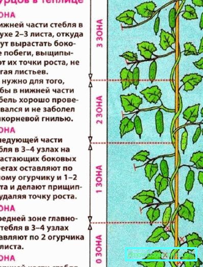 238-Нега краставаца у стакленику и