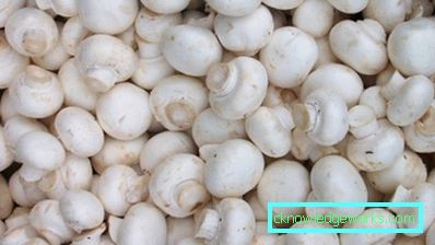339 - Узгој шампињона у стакленику