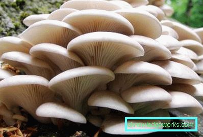 171 - Узгој буковача код куће