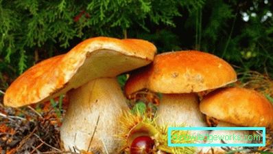 171 - Узгој буковача код куће
