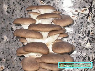 171 - Узгој буковача код куће