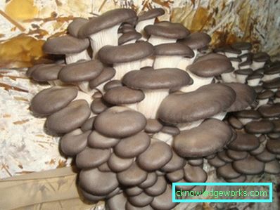 171 - Узгој буковача код куће
