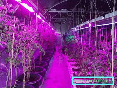 Зимски стакленици: карактеристике уређаја и производње Зимски стакленици: карактеристике уређаја и производње