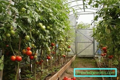 Зимски стакленици: карактеристике уређаја и производње Зимски стакленици: карактеристике уређаја и производње